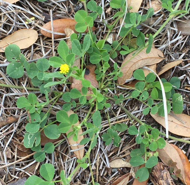 Black medic is an easy-to-pull cool-season weed with three leaflets and yellow flowers.