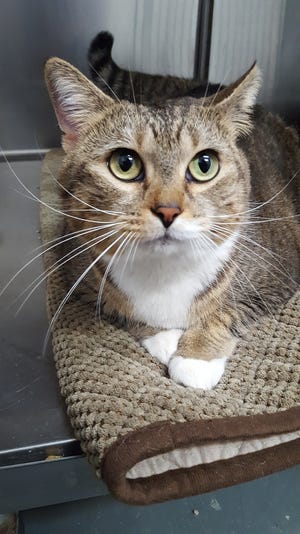 Soba is a beautiful, plus-size 4 year old kitty looking for a new home. She is very affectionate and loves attention and being petted. She will talk to you once she gets to know you. Soba would make a wonderful companion. Visit her at the Humane Society of Lake County.