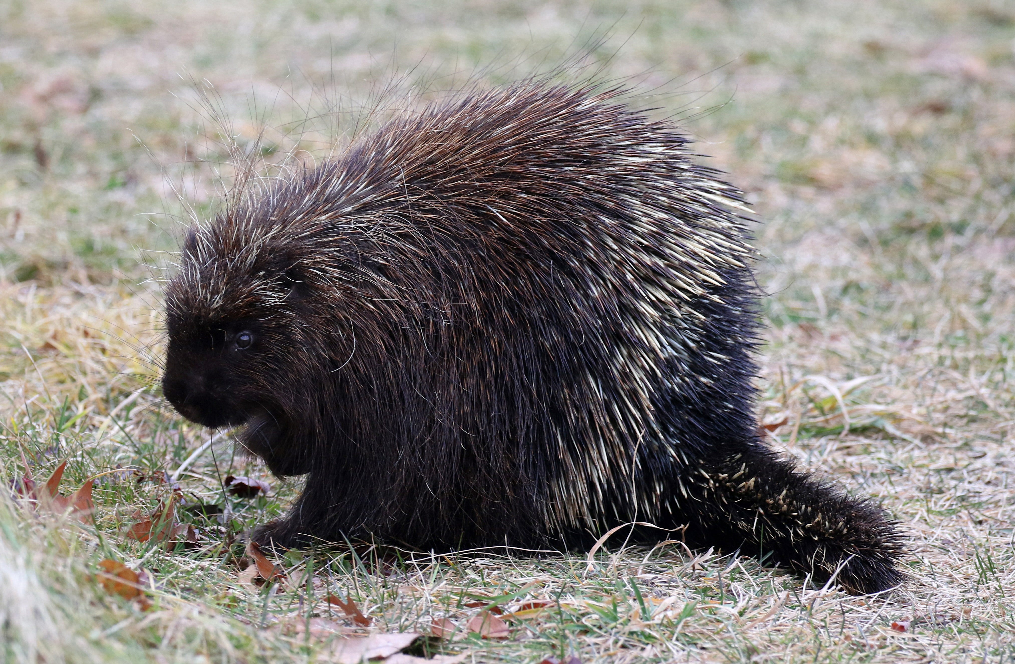 Can Porcupine Quills Kill A Dog