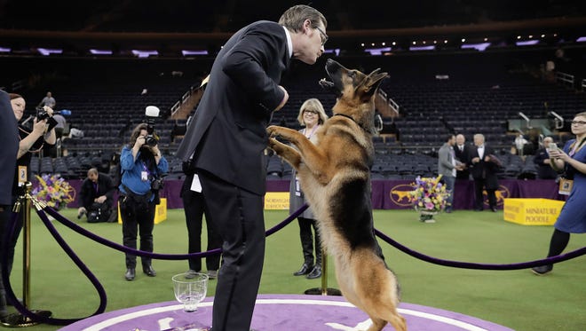 Rumor, a German shepherd, leaps to lick her handler and co-owner Kent Boyles on the face after winning Best in Show at the 141st Westminster Kennel Club Dog Show, early Wednesday, Feb. 15, 2017, in New York. (AP Photo/Julie Jacobson)