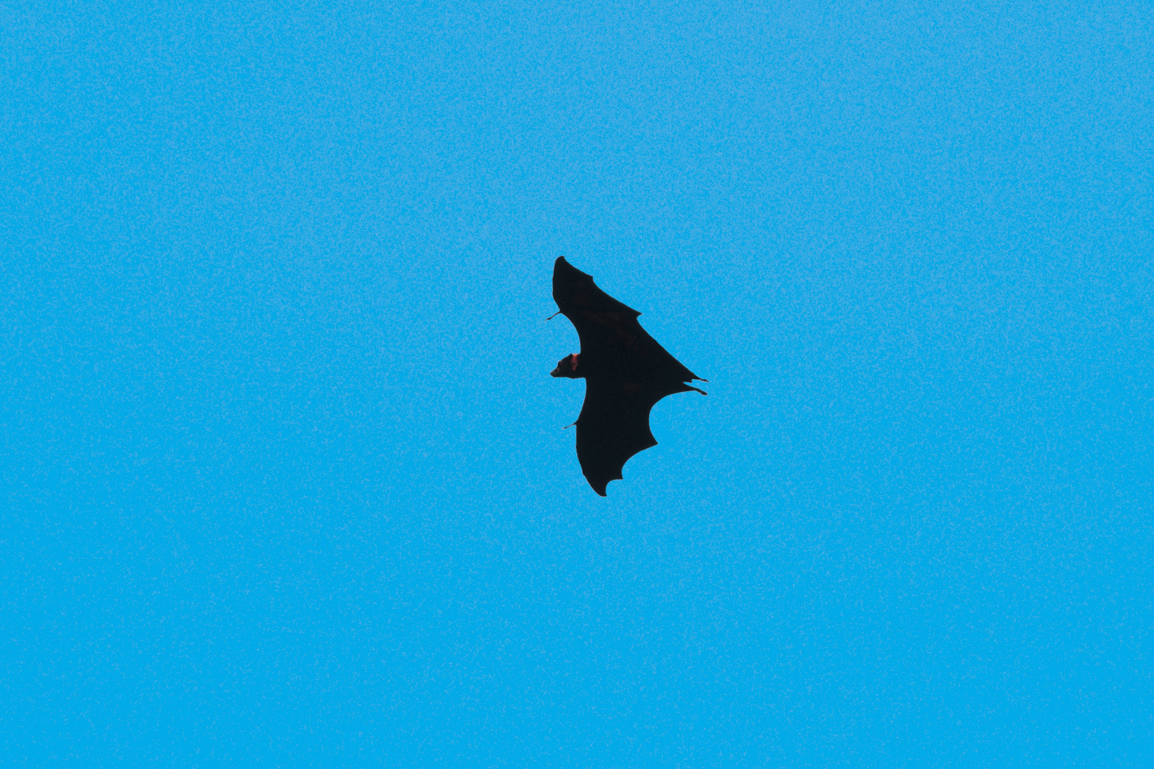 Which is faster: bat or bird?