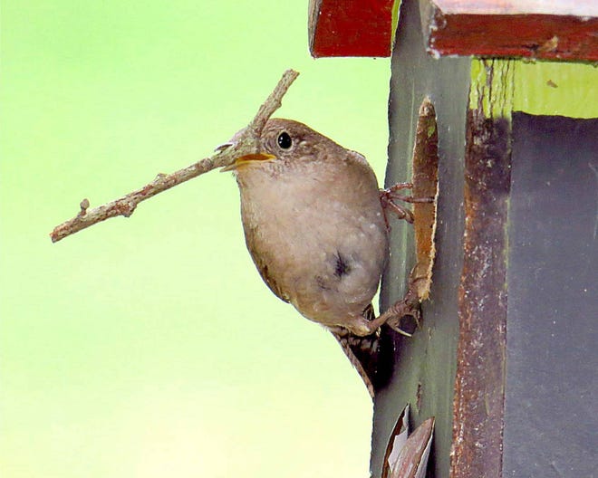 Local bird watcher David Pegram found this bird building a nest. [Photo by David Pegram]