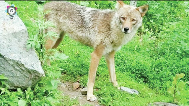 WHO GOES THERE? — A local landowner says he’s spotted a coyote-red wolf hybrid in Randolph County recently. (Contributed photo)