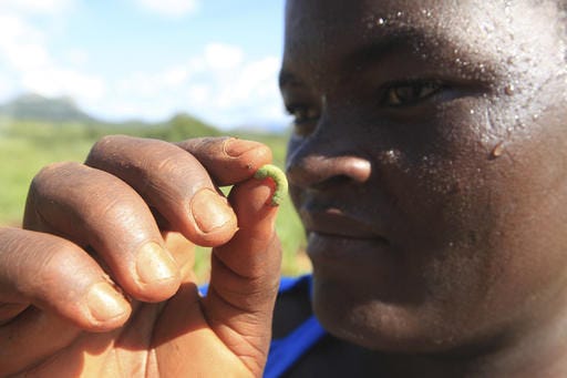 A woman holds an army worm she found feeding on her maize crop at a Farm on the outskirts of Harare, Tuesday, Feb. 14, 2017. The U.N. Food and Agriculture Organization coordinator for the region David Phiri, warns that an invasion of armyworms is stripping Southern Africa of key food crops and could spread to other parts of the continent, during an emergency meeting Tuesday of 16 African nations. (AP Photo/Tsvangirayi Mukwazhi)