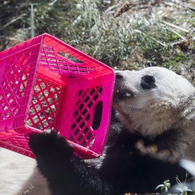 PARTING IS SUCH SWEET SORROW — Bao Bao licks honey from a crate during her final days at the Smithsonian’s National Zoo Giant Pandas exhibit in Washington, D.C. Bao Bao is destined for a new home in Chengdu, China. (Photo for The Washington Post by Amanda Voisard)
