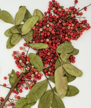 Researchers say the red berries of this weedy species, the Brazilian peppertree, contain an extract that can disarm a deadly superbug. [EMORY UNIVERSITY]