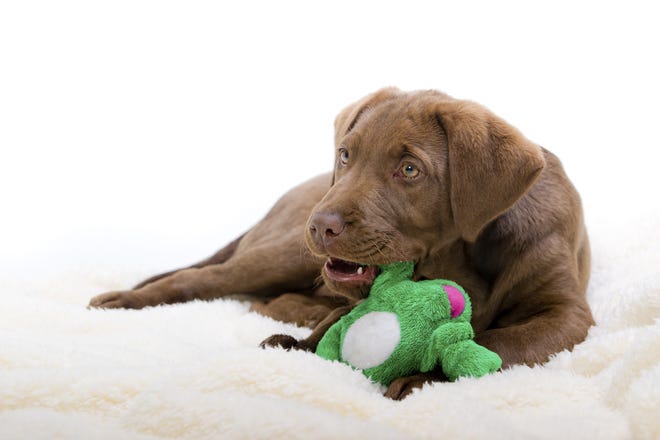 For whatever reason, Labradors are some of the “chewiest” puppiesout there. Regardless of your puppy’s breed, make sure he has plenty of his own things to chew — otherwise your shoes and couch cushions will have no competition! [ISTOCK]