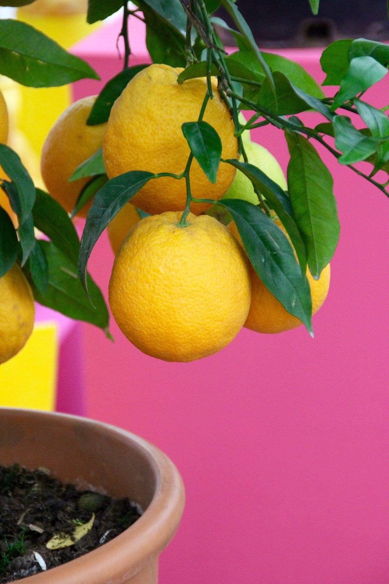 Lemon tree can be pollinated by hand
