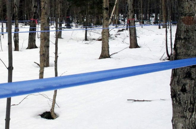 In this Feb. 21, 2017 photo, tubing carries sap collected from maple trees at the University of Vermont's Proctor Maple Research Center in Underhill, Vt. The center is using a new machine that removes more water from sap than older technology, saving maple syrup producers time and energy boiling sap into syrup.