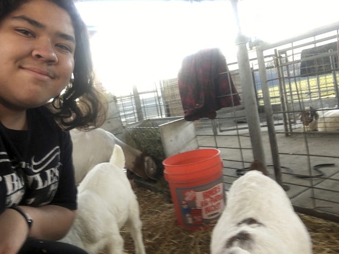 Elijah Arredondo takes a "selfie" with goats he's raising as part of Future Farmers of America in La Habra, Calif., Feb. 24, 2017. Elijah is one of 790 teenagers between the ages of 13 and 17 who participated in a first-of-its-kind Associated Press-NORC Center for Public Affairs poll on teens' social media use, political views and political outlook. THE ASSOCIATED PRESS