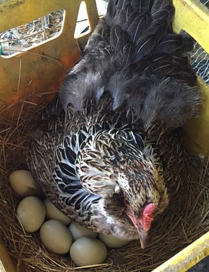 An ameraucana hen is pictured with teal eggs in milk crate nesting box. [LLOYD SINGLETON / LAKE COUNTY EXTENSION]