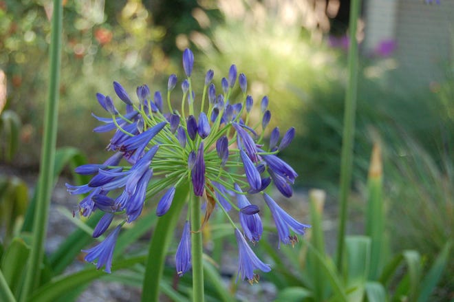 Agapanthus is a showy addition to any garden. (UF Extension Service)