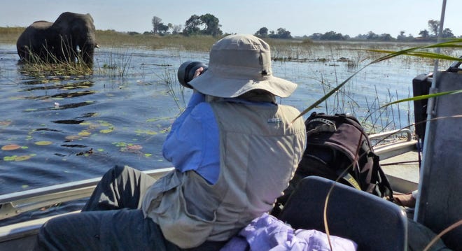A photographer collects an image of an elephant foraging for food in Botswana's Okavango Delta. The operator of this specialized photo tour used different modes of transportation ranging from helicopters to boats and safari vehicles to provide wildlife viewing — no matter what the terrain. One of the best ways to approach and photograph wildlife is by boat. [AP]