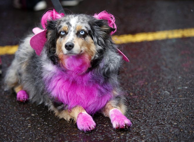 Newman, named for Paul Newman because of his blue eyes, waits to start Susan G. Komen Race for the Cure with the rest of the 4 Paws for a Cure team during the annual event in Eugene. (Andy Nelson/The Register-Guard)