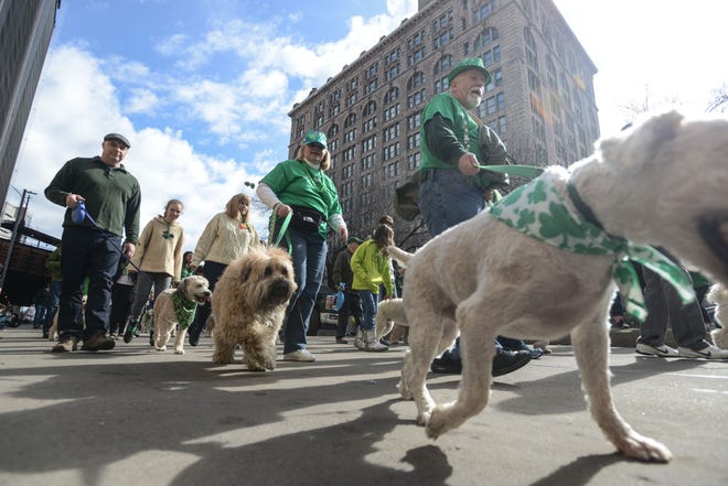 Dogs march alongside their owners in the annual St. Patrick's Day parade last year in downtown Pittsburgh.