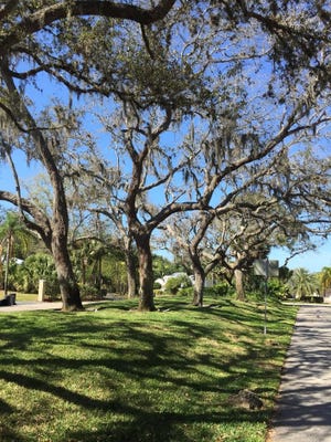 Residents of Oyster Bay Estates in Sarasota noticed last year that something was going wrong with the stately oaks in the median of the entrace to their neighborhood. [COURTESY PHOTO / LORIN KLUKAS]