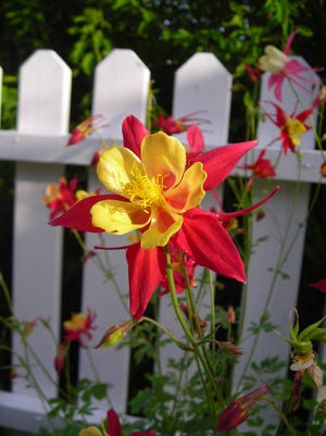 A decorative fence made out of ornate wrought iron or neat white pickets could be just the right touch if you’re looking to bump up your home’s curb appeal. (mettem/morgueFile)