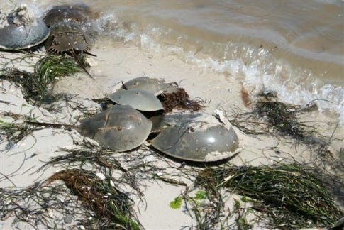 Spring is the peak mating season for horseshoe crabs, according to the Florida Fish and Wildlife Conservation Commission [PROVIDED BY FWC]