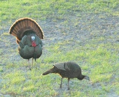 Spring turkey hunting begins Saturday with the Youth Turkey Hunt. [NEWS HERALD FILE PHOTO]