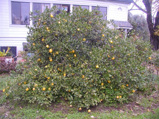 A mature Improved Meyer lemon in need of a skirt pruning. [LEE MILLER/COURTESY]