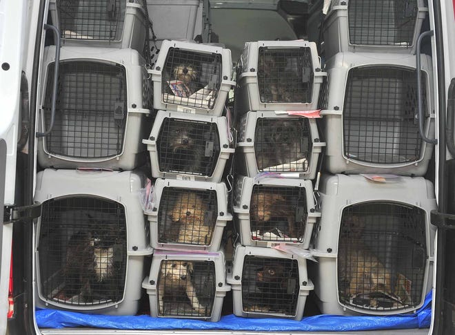 Puppies rescued from a puppy mill from outside Charlotte are transported to an animal shelter in this 2013 file photo. Legislation has been introduced in Raleigh that would regulate puppy mills, which are currently unregulated in North Carolina. [STARNEWS FILE PHOTO]