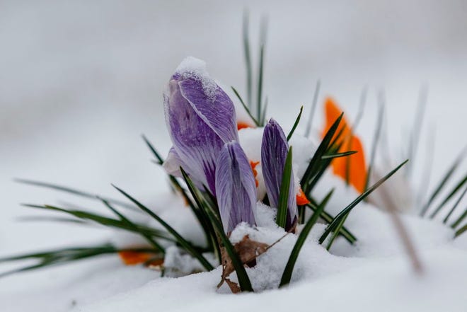 Snow covers blooming purple Crocus flowers in front of a house on Winthrop Avenue. [Joshua A. Bickel/Dispatch]