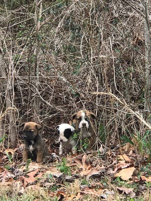 Atlanta trooper rescued then adopted puppies (Contributed photos)