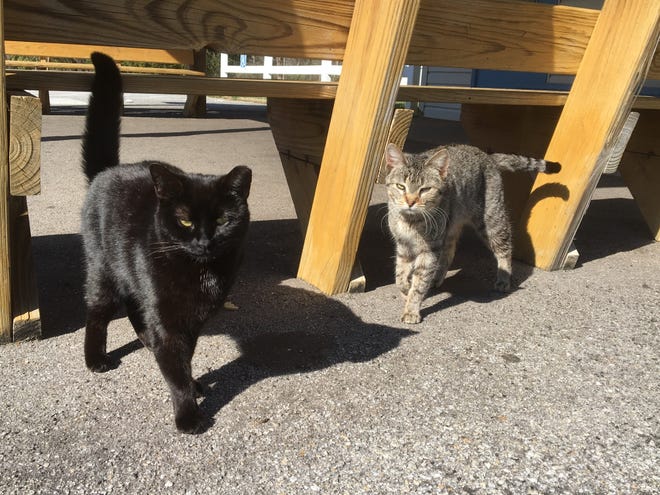 A pair of stray cats roam around the premises of the Catfish Cove seafood restaurant off Armstrong Ford Road in Belmont, where up to about 20 wild, stray and unwanted cats gather almost daily. The restaurant’s co-owner Summer Stowe and others in the area regularly help to rescue, spay and neuter the felines. [ERIC WILDSTEIN/THE GAZETTE]