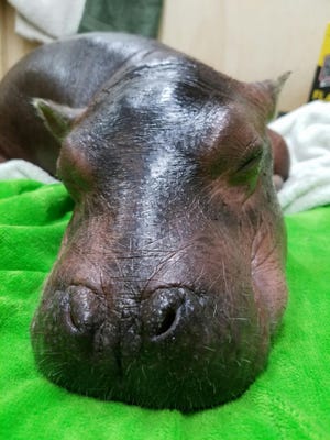 In this photo provided by the Cincinnati Zoo, its premature baby hippo, named Fiona, rests on a towel at the zoo in Cincinnati on Monday, Feb. 20, 2017. The zoo said Monday the hippo is recovering from dehydration with the help of staff from Cincinnati Children's Hospital Medical Center. (Cincinnati Zoo via AP)