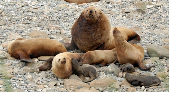 This 2016 photo provided by NOAA Fisheries shows a harem of Steller sea lions with one large male, several females and their pups on Gillon Point at Agattu Island, Alaska. The NOAA Fisheries scientists are using crowdsourcing volunteers to help study why the population of sea lions in the Aleutian Islands has not recovered. Volunteers are reviewing thousands of photos to determine whether they show any sea lions. (Katie Sweeney/NOAA Fisheries via AP)
