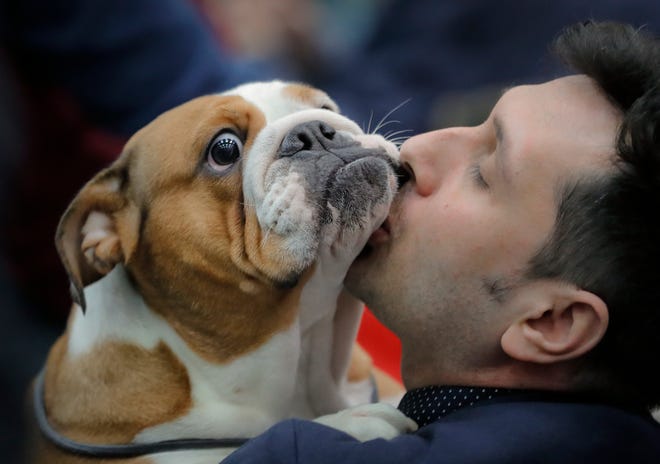 In this Sunday, March 12, 2017, picture an English bulldog gets a kiss from its owner, in Bucharest, Romania. More than 1,500 dogs and 150 cats from twelve countries were evaluated during a three day pet show and competition in the Romanian capital.(AP Photo/Vadim Ghirda)
