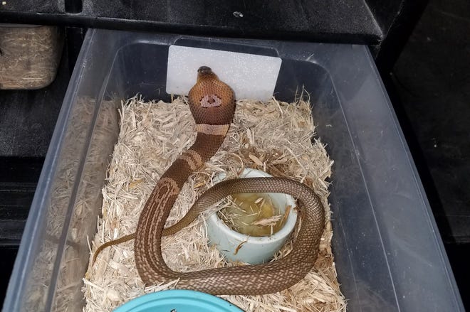 The Florida Fish and Wildlife Conservation Commission provided this photo of a monocled cobra that escaped from its container at a home in northeast Ocala on Monday night. [FWC]
