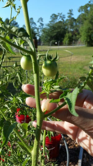 Remove suckers on indeterminate plants to get larger tomatoes. [Photo by Denise DeBusk]