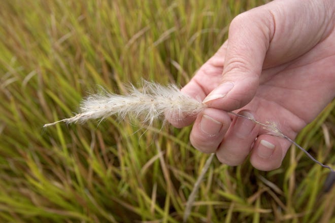 The invasive cogongrass is very difficult to eradicate. UF/IFAS Extension is continuing to try to find a way to control the grass, including testing bugs such as the Indonesian midge. [File photo]