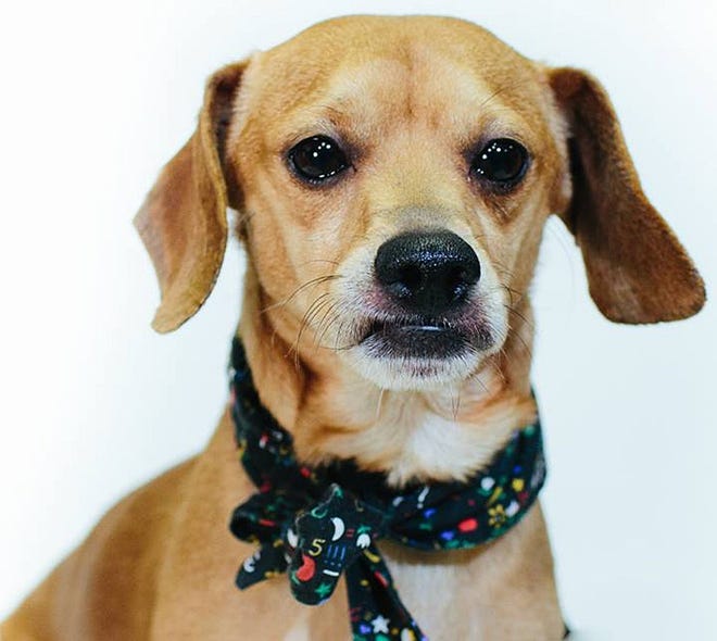 Steven, a dachshund mix, is available for adoption at the Lawrence County Humane Society