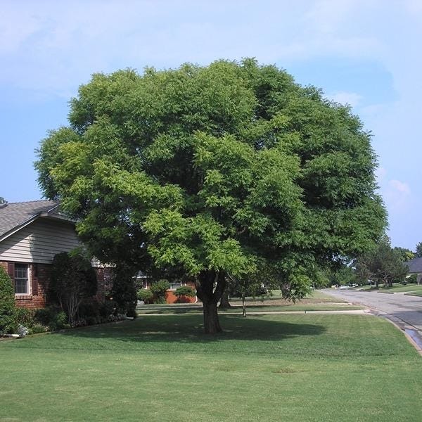 Five of the most common trees in Oklahoma City parks