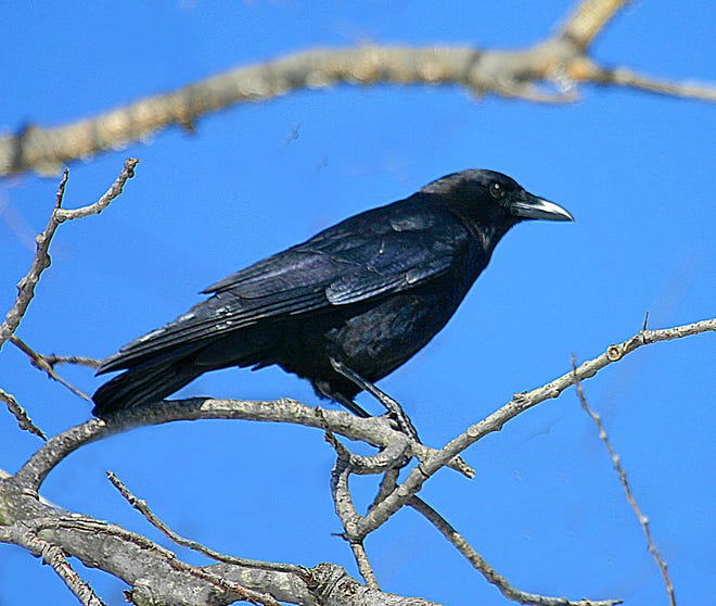 Large, black and noisy best describes the crow. In fact, the American crow is one of the most recognizable birds in all of North America. However, many of us do not know that crows are some of the most intelligent birds in the world. [Photo: Rick Koval]