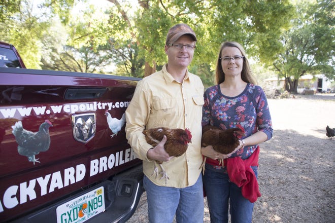 Scott and Melanie Moore run a chicken farm in Weirsdale which started with 27 chickens and now holds an upward of 2,800. Although they never intended on being chicken farmers, they entered the business after finding the right connections. [CINDY DIAN / CORRESPONDENT]