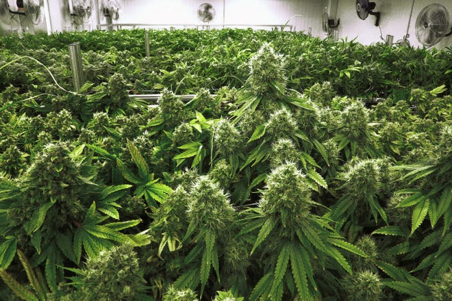 In this Sept. 15, 2015 file photo, marijuana plants are a few weeks away from harvest in the "Flower Room" at the Ataraxia medical marijuana cultivation center in Albion, Ill. [File/The Associated Press]