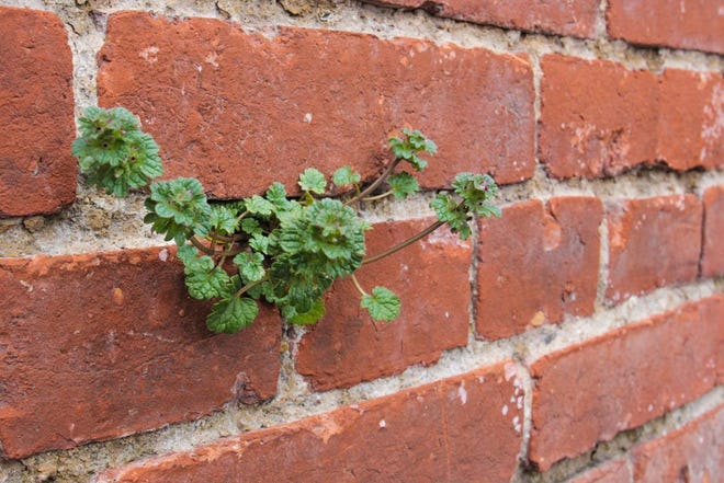 Ground ivy, also known as "creeping Charlie," is a common, creeping plant that often grows between patio pavers or along sidewalks or, in this case, between bricks of a building in Waynesboro. It tends to be resistant to several common lawn herbicides and is best controlled by hand pulling or digging it out.