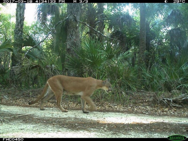 The nursing female panther, seen seconds before the kitten on March 18. (Florida Fish and Wildlife Conservation Commission game cam photo)