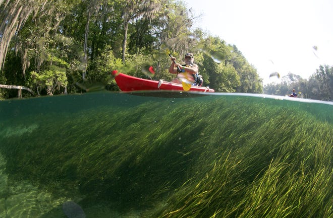 A kayaker paddles over the lush eel grass on the Rainbow River in Dunnellon. The Swiftmud board on Tuesday agreed that the river flow could be reduced by 5 percent. [Alan Youngblood/Ocala Star-Banner/2015]