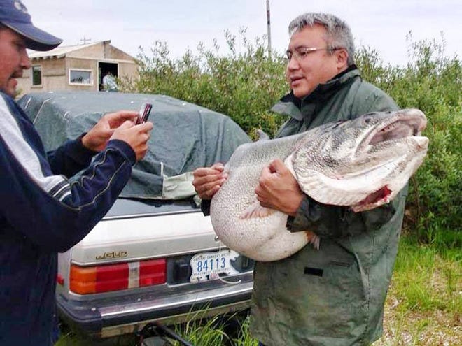 This 83-pound lake trout caught by the Deline First Nation on Great Bear Lake in the Northwest Territories of Canada in a gill net would have been a rod-and-reel world record. The tribe was unable to resuscitate it. (FACEBOOK)
