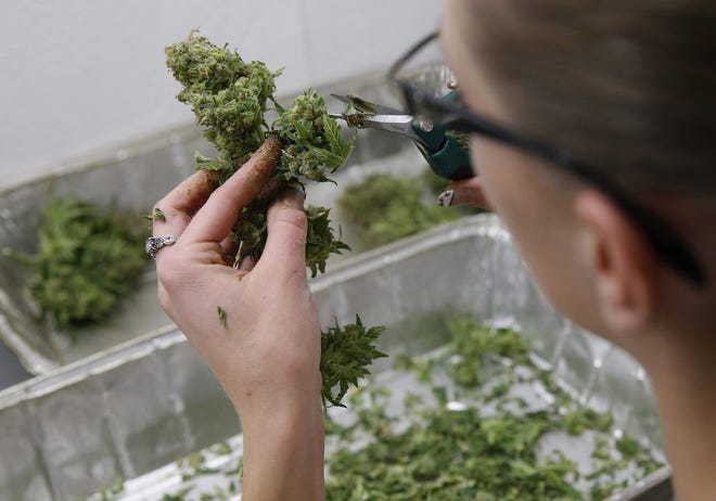 An employee trims away unneeded leaves from a medical marijuana plant to be packaged and sold at a Denver medical marijuana dispensary. A House committee has approved a medical marijuana bill critics say is too restrictive. Opponents of Amendment 2 back the measure. [BRENNAN LINSLEY/THE ASSOCIATED PRESS FILE]