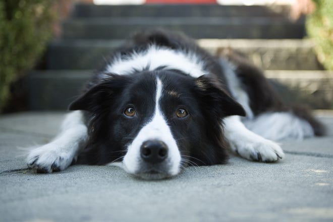 "Down" is a formal obedience command that is given in a normal tone of voice and means "lay down nice and straight." For dogs that jump on furniture or the neighbors, that's a different matter. [ISTOCK]