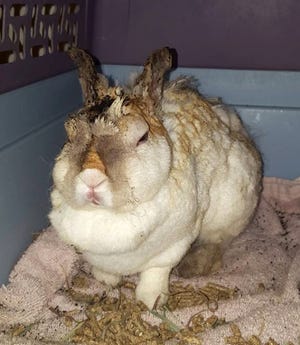 Thumper was seriously injured after Manasseh Walker set the rabbit on fire. [Archive photo provided by Sarasota County Sheriff's Office)