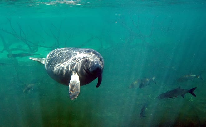 A manatee swims at Blue Springs State Park in Orange City in this 2006 file photo. Wildlife officials moved the manatee off Florida’s endangered species list Wednesday, reclassifying it in the lower category of threatened. [AP archive / John Raoux]