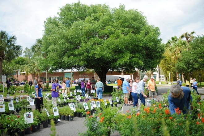 The Florida Museum of Natural History offers plants for sale to celebrate Earth Day in 2016. [File]