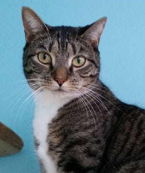 CAT OF THE WEEK: Lilo: Handsome, 3-year-old tiger and white male with double paws. Gentle and affectionate. Ready for a home at Habitat For Cats.