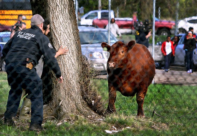 In this Thursday, March 30, 2017, photo, a police officer and a slaughterhouse worker hide behind a tree as they try to corral a heifer in a fenced in area at Sensient Colors in St. Louis. A total of six heifers escaped from a slaughterhouse and were chased through the city by police. THE ASSOCIATED PRESS